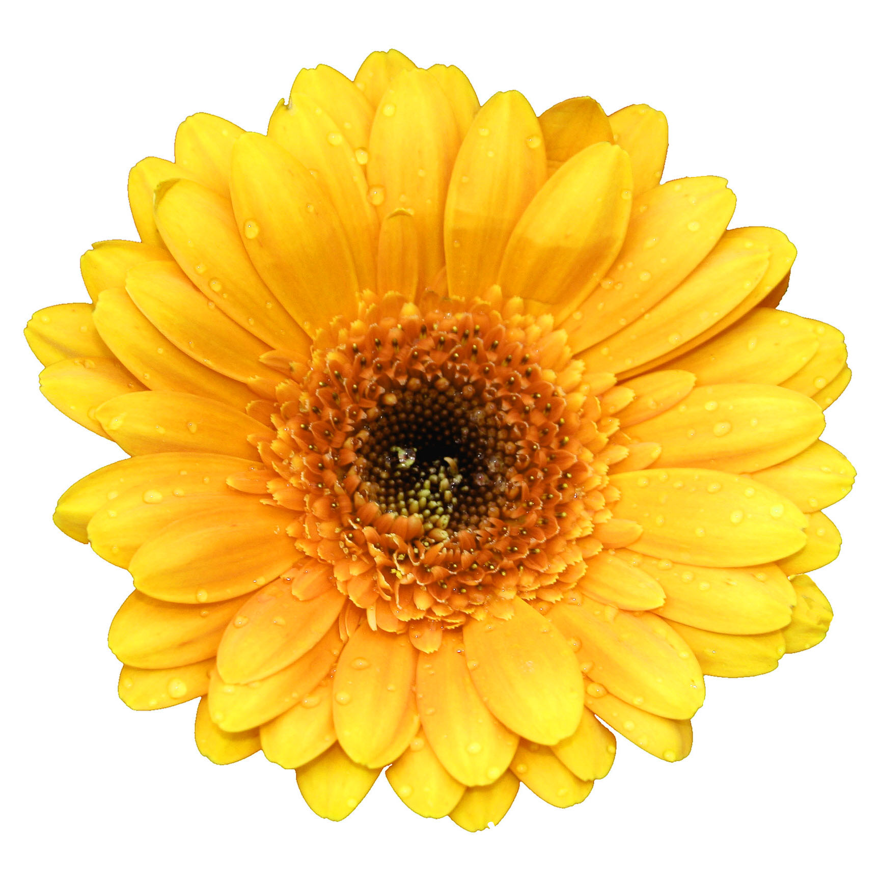 flower yellow