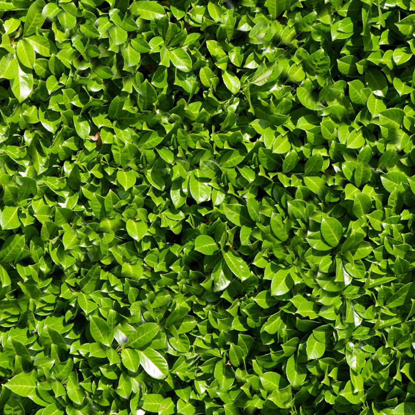 hedge circle